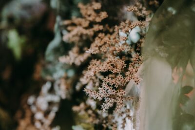 LVHF2020 Pavel Haas Quartet (c) Pavel Kristian